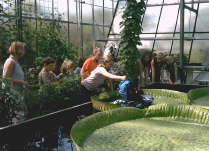 BGProjekt2008art-kruska 00E